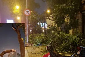 Cây tét nhánh, đè sập tường nhà dân ở quận 3