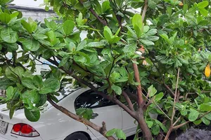 Container làm gãy cành cây rơi trúng 2 ô tô trên đường