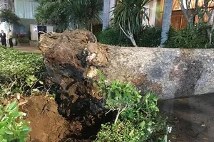 Liên tục cây xanh ngã đè trúng người ở TP.HCM
