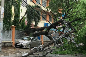 Cổ thụ bật gốc đè ô tô và nhiều trụ điện ở quận Tân Phú