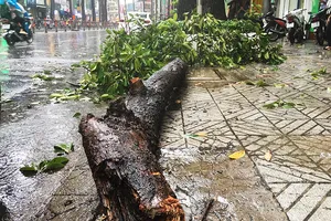 Cây tét nhánh đè trúng hai người đi xe máy ở đường 3/2