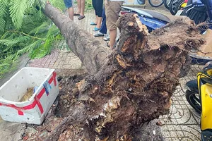 Cây phượng ở Tân Phú bật gốc, đổ ập xuống đường trong mưa