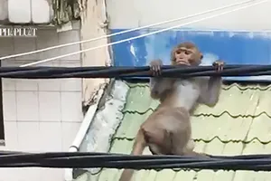 Chú khỉ 'diễn xiếc' trên đường dây điện ở Bình Thạnh