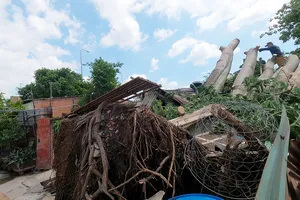 Quận 6: Cây gòn hơn 50 tuổi đổ sập, hai gia đình thoát chết