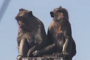 Quận 12: Kiểm lâm lên phương án bắn thuốc mê đàn khỉ ‘đại náo’