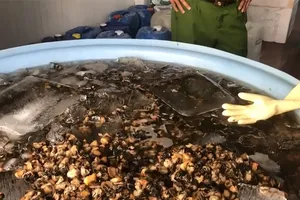 TP.HCM: 1,3 tấn ốc ngâm hóa chất công nghiệp trước khi bán