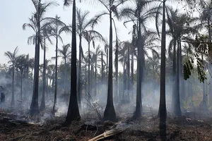 Cháy bãi cỏ hàng ngàn m2, 50 phòng trọ bị uy hiếp