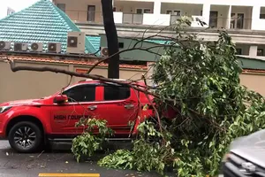 Cây xanh tét nhánh rơi trúng ô tô trong mưa lớn ở quận 1
