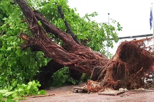 Mưa to, hàng loạt cổ thụ tét nhánh, bật gốc ở TP.HCM