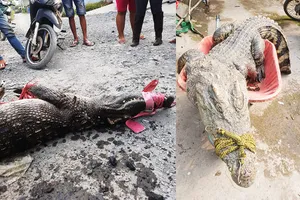 Bình Chánh: Dân bắt được hàng tạ cá sấu ở ngoài tự nhiên