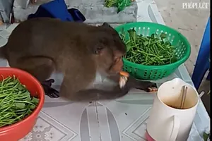 Khỉ đực giật hột vịt lộn, gà quay… sau chợ Lò Than