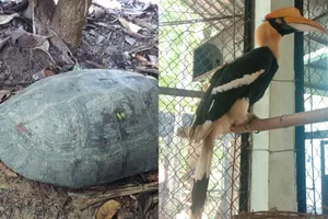 Tiếp nhận, cứu hộ chim hồng hoàng, khỉ mặt đỏ... trong mùa dịch