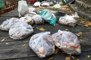 Hàng tấn cá chết trong Công viên Hoàng Văn Thụ