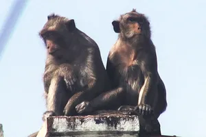 Đàn khỉ ‘đại náo’ ở quận 12 giờ ra sao?