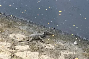 Dân vây bắt cá sấu trên kênh Lò Gốm