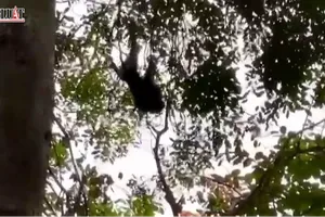 Khỉ đực đuôi lợn cắn 1 trẻ em, 2 người lớn ở Bình Chánh