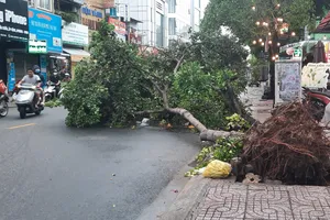 Trời mưa đá, gió lốc cây đổ ở TP.HCM