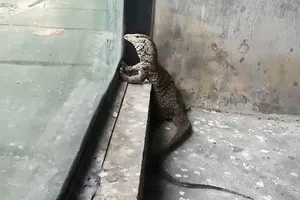 Kỳ đà quý hiếm dài hơn nửa mét bò vào nhà dân ở TP.HCM