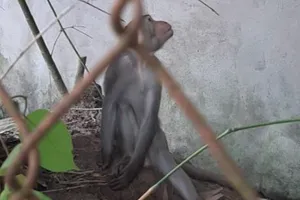 2 con khỉ vô nhà dân trộm trứng gà, bẻ khóm kiểng… ở TP.HCM