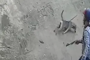 Trộm vào sân nhà bắn chó giữa ban ngày ở Củ Chi