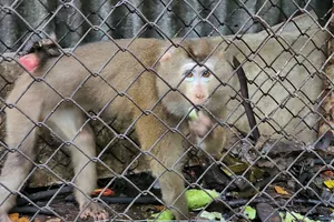 Người dân giao kiểm lâm 1 con khỉ đuôi lợn 20 năm tuổi