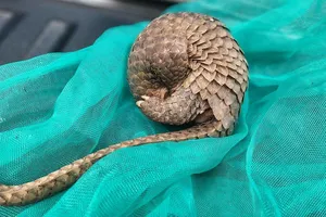 Thả tê tê về tự nhiên bất thành, người đàn ông giao cho kiểm lâm