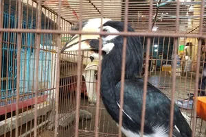 2 con chim cao cát quý hiếm được người dân giao cho kiểm lâm