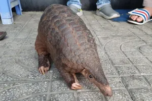 2 kỹ sư đi tập thể dục, thấy con xuyên sơn giáp, tưởng nhầm cá lau kiếng