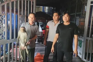 Nghe tiếng nổ, người dân phát hiện con khỉ đực nặng 10kg bị điện giật bất tỉnh