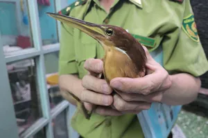 Lần đầu thấy con chim lạ, người dân gọi báo kiểm lâm