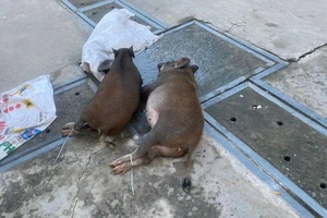 Thanh niên bắt trộm 2 con heo mọi nặng 60kg ở Bình Mỹ