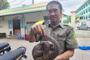 Bảo vệ dân phố thấy con tê tê kiếm ăn ở đống rác, tưởng là chồn