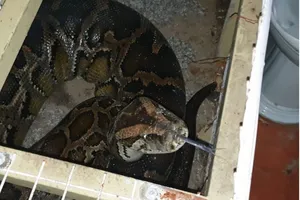 Bàn giao trăn khủng nặng hơn nửa tạ, dài 5 mét ở quận 7