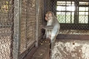 2 con khỉ quậy, bắt gà, trộm trứng ở Củ Chi