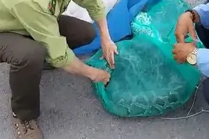 Công nhân phát cỏ bắt được 2 con trăn nặng gần nửa tạ