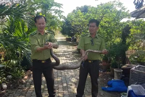 Đang chạy xe gặp trăn đất bò ngang đường liền bắt giao kiểm lâm