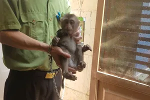 Khỉ bị đuổi, bỏ chạy vào nhà dân ở Gò Vấp