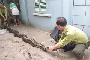 Người đàn ông không bán trăn đất 23 năm tuổi, nặng 63kg mà giao kiểm lâm