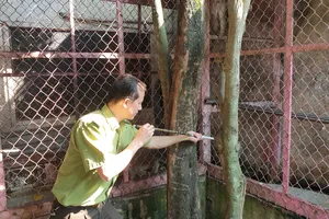 Nuôi được đàn khỉ tự sinh sản nhưng vẫn bàn giao cho kiểm lâm