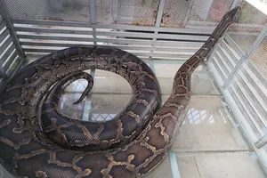 Người dân bàn giao 2 con trăn đất ‘khủng’ cho kiểm lâm