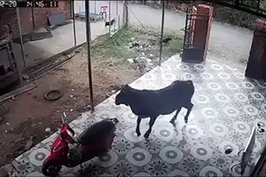 Bò tuột dây húc cụ già và em bé ở TP.HCM