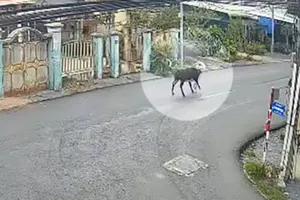 Cụ bà 78 tuổi bị bò húc ở Củ Chi đã qua đời