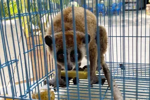 Con culi quý hiếm bò vào nhà dân ở TP. Thủ Đức