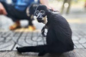 Người dân bàn giao vượn đen má trắng cực kỳ quý hiếm