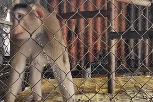 Nuôi 4 năm, thấy khỉ đổi tính nên bàn giao cho kiểm lâm