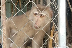 2 con khỉ đuôi lợn quý hiếm hay cắn người bị bắt