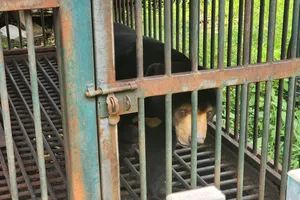 Người dân Củ Chi giao con gấu hơn nửa tạ cho kiểm lâm