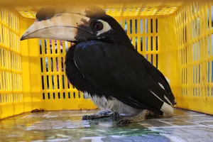 Con chim lạ bị bắt khi đậu trên nhà dân ở Gò Vấp