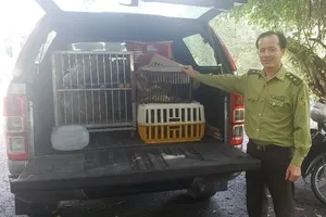 Cặp tê tê cùng 26 động vật hoang dã quý hiếm được thả về rừng