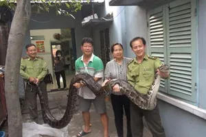 Con trăn đất lớn nhất mà kiểm lâm TP.HCM tiếp nhận được thả về Láng Sen